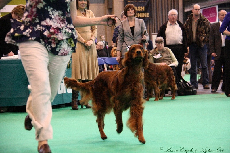 Crufts2011 904.jpg